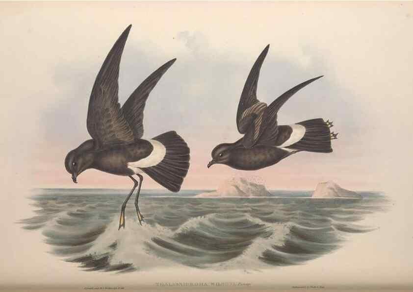 Reproducción/Reproduction 36144767413: The birds of Australia.. London,Printed by R. and J. E. Taylor; pub. by the author,[1840]-48.
