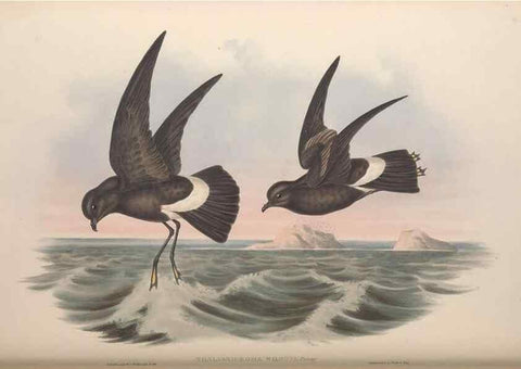 Reproducción/Reproduction 36144767413: The birds of Australia.. London,Printed by R. and J. E. Taylor; pub. by the author,[1840]-48.