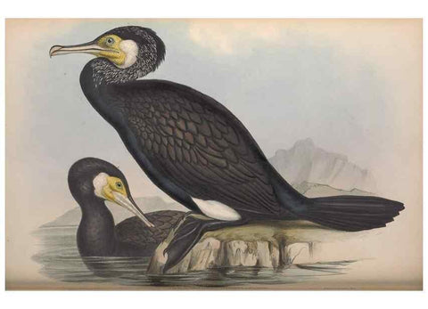 Reproducción/Reproduction 36144769123: The birds of Australia.. London,Printed by R. and J. E. Taylor; pub. by the author,[1840]-48.