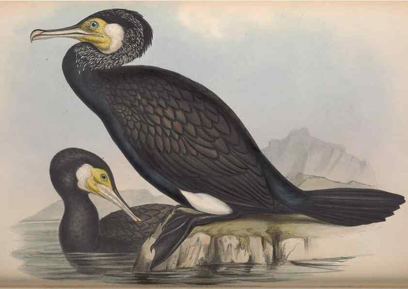 Reproducción/Reproduction 36144769123: The birds of Australia.. London,Printed by R. and J. E. Taylor; pub. by the author,[1840]-48.