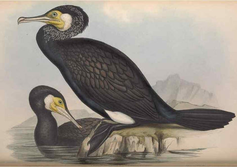 Reproducción/Reproduction 36144769123: The birds of Australia.. London,Printed by R. and J. E. Taylor; pub. by the author,[1840]-48.