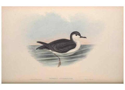 Reproducción/Reproduction 36144755953: The birds of Australia.. London,Printed by R. and J. E. Taylor; pub. by the author,[1840]-48.