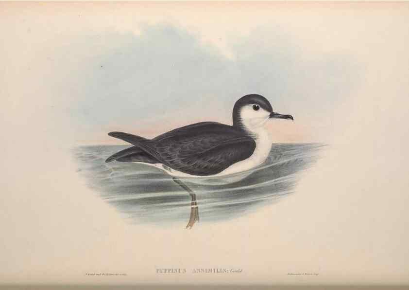 Reproducción/Reproduction 36144755953: The birds of Australia.. London,Printed by R. and J. E. Taylor; pub. by the author,[1840]-48.