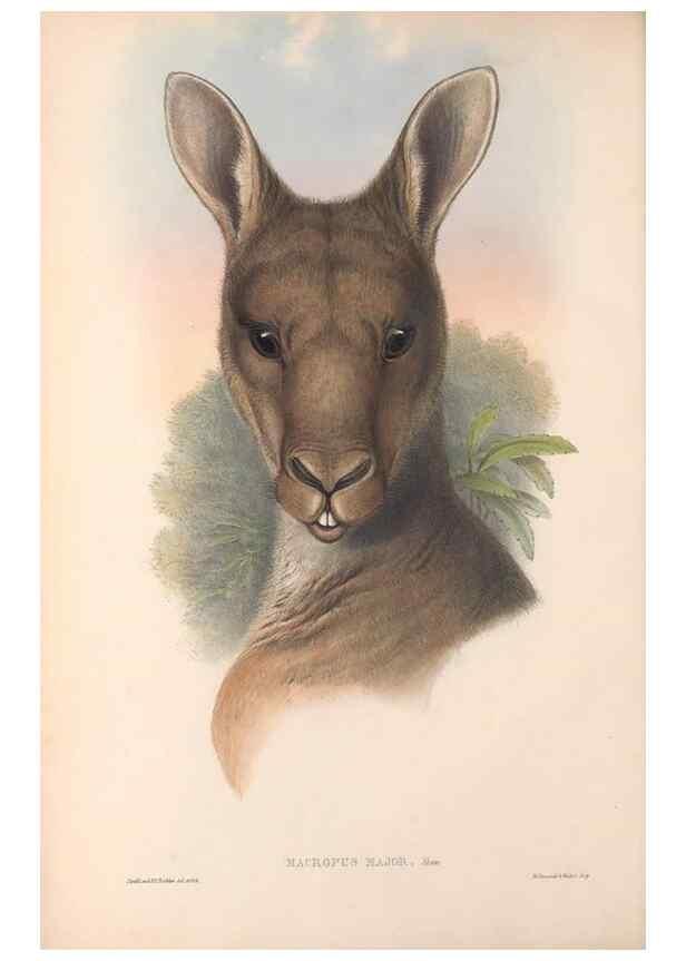 Reproducción/Reproduction 36767874506: The mammals of Australia.. London,Printed by Taylor and Francis, pub. by the author,1863.