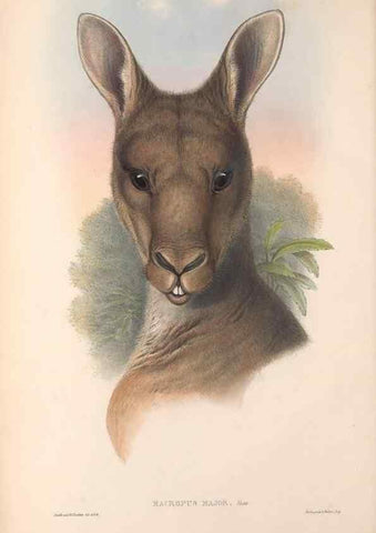 Reproducción/Reproduction 36767874506: The mammals of Australia.. London,Printed by Taylor and Francis, pub. by the author,1863.