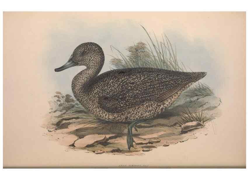 Reproducción/Reproduction 36765474006: The birds of Australia.. London,Printed by R. and J. E. Taylor; pub. by the author,[1840]-48.