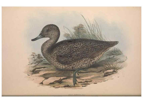 Reproducción/Reproduction 36765474006: The birds of Australia.. London,Printed by R. and J. E. Taylor; pub. by the author,[1840]-48.