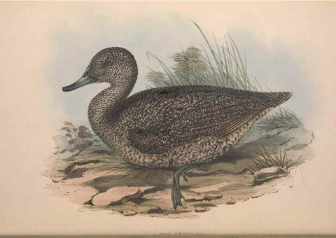 Reproducción/Reproduction 36765474006: The birds of Australia.. London,Printed by R. and J. E. Taylor; pub. by the author,[1840]-48.