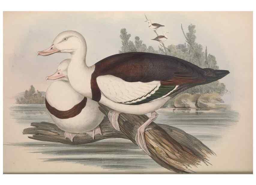 Reproducción/Reproduction 36556884910: The birds of Australia.. London,Printed by R. and J. E. Taylor; pub. by the author,[1840]-48.