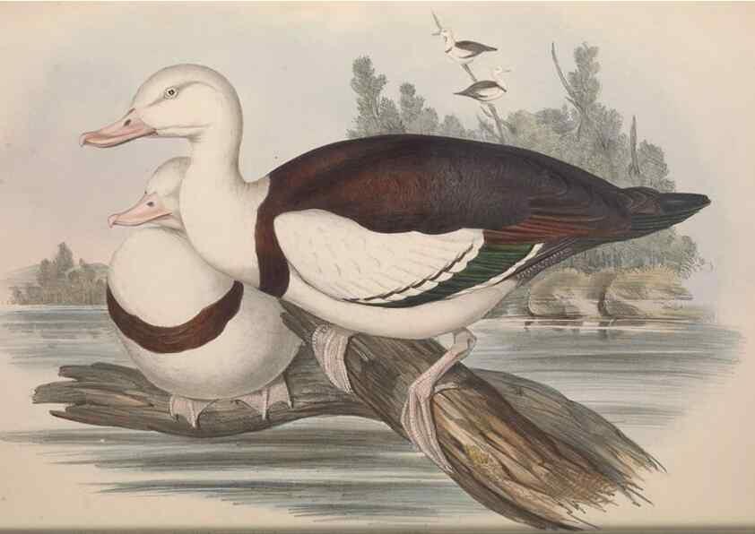 Reproducción/Reproduction 36556884910: The birds of Australia.. London,Printed by R. and J. E. Taylor; pub. by the author,[1840]-48.