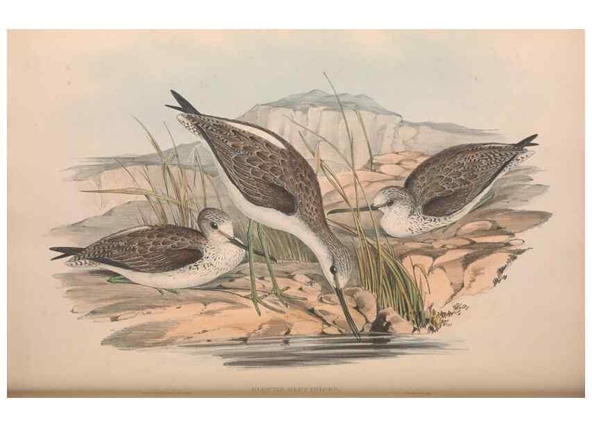 Reproducción/Reproduction 36781553502: The birds of Australia.. London,Printed by R. and J. E. Taylor; pub. by the author,[1840]-48.
