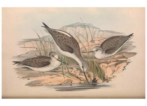 Reproducción/Reproduction 36781553502: The birds of Australia.. London,Printed by R. and J. E. Taylor; pub. by the author,[1840]-48.