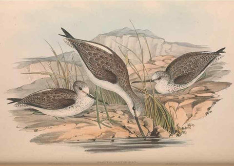 Reproducción/Reproduction 36781553502: The birds of Australia.. London,Printed by R. and J. E. Taylor; pub. by the author,[1840]-48.