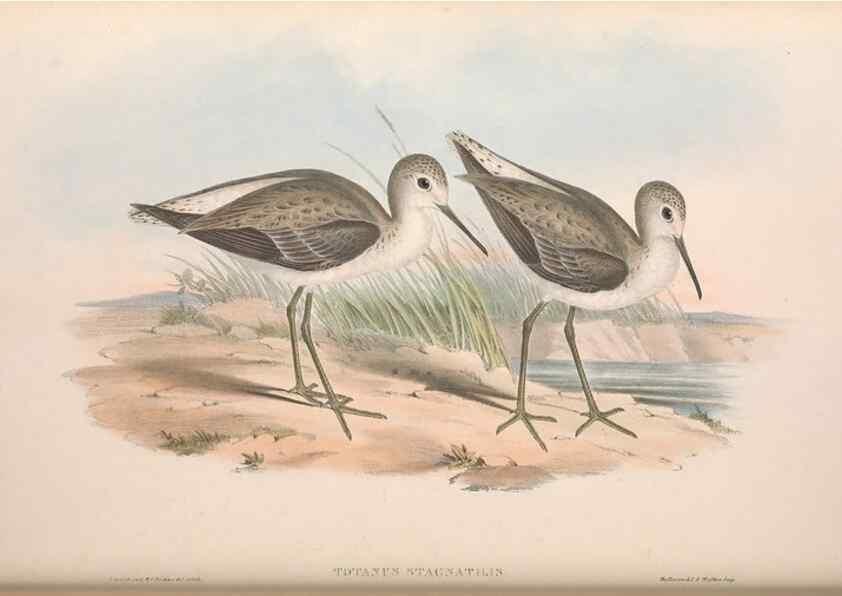 Reproducción/Reproduction 36781556052: The birds of Australia.. London,Printed by R. and J. E. Taylor; pub. by the author,[1840]-48.