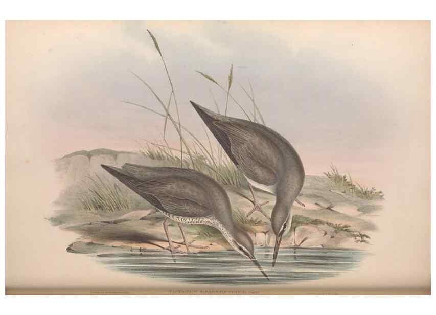 Reproducción/Reproduction 36781558682: The birds of Australia.. London,Printed by R. and J. E. Taylor; pub. by the author,[1840]-48.