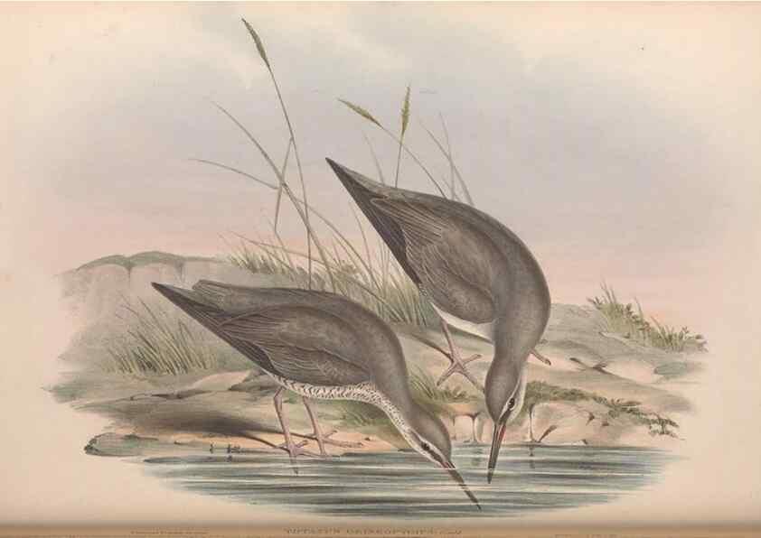 Reproducción/Reproduction 36781558682: The birds of Australia.. London,Printed by R. and J. E. Taylor; pub. by the author,[1840]-48.