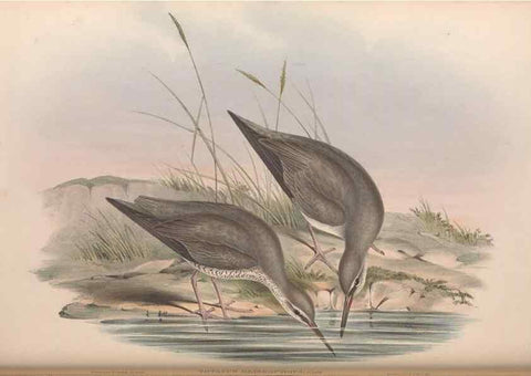 Reproducción/Reproduction 36781558682: The birds of Australia.. London,Printed by R. and J. E. Taylor; pub. by the author,[1840]-48.