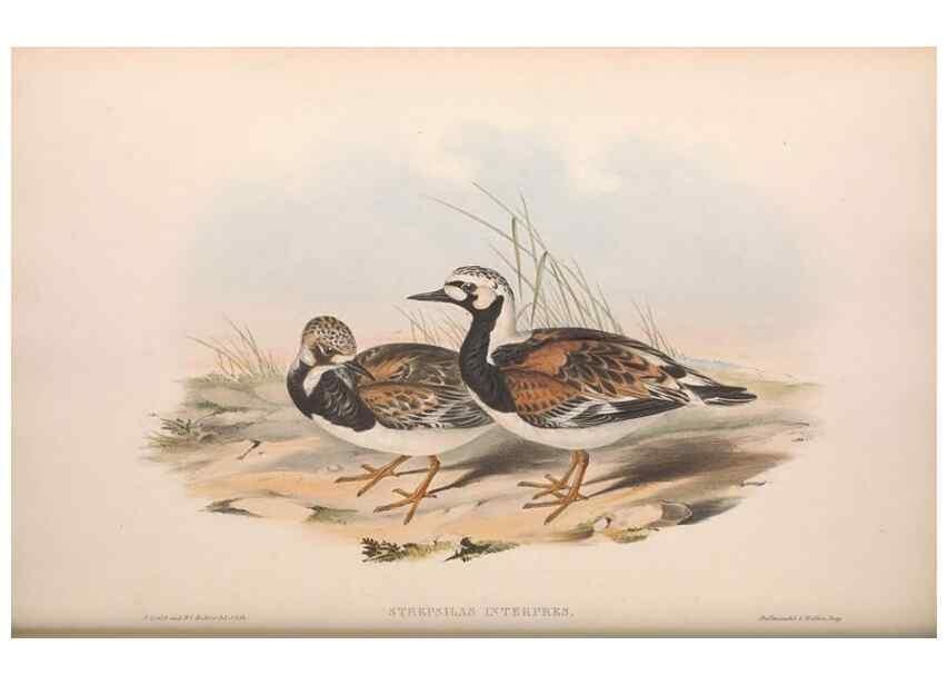 Reproducción/Reproduction 36781561362: The birds of Australia.. London,Printed by R. and J. E. Taylor; pub. by the author,[1840]-48.