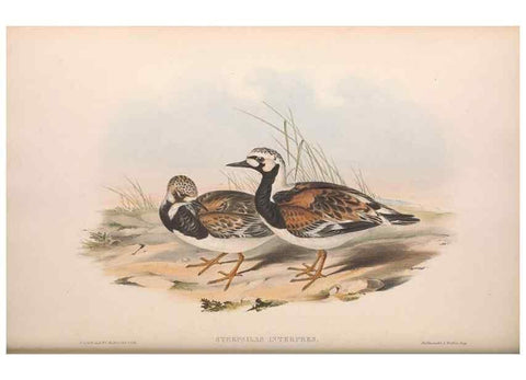 Reproducción/Reproduction 36781561362: The birds of Australia.. London,Printed by R. and J. E. Taylor; pub. by the author,[1840]-48.