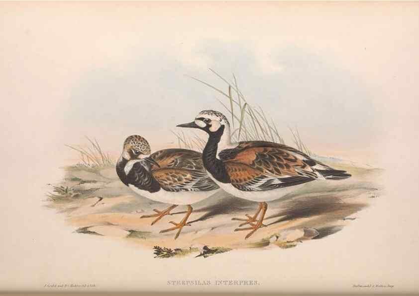 Reproducción/Reproduction 36781561362: The birds of Australia.. London,Printed by R. and J. E. Taylor; pub. by the author,[1840]-48.