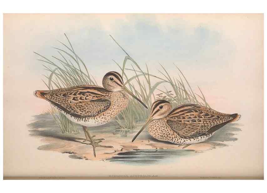 Reproducción/Reproduction 36781563932: The birds of Australia.. London,Printed by R. and J. E. Taylor; pub. by the author,[1840]-48.