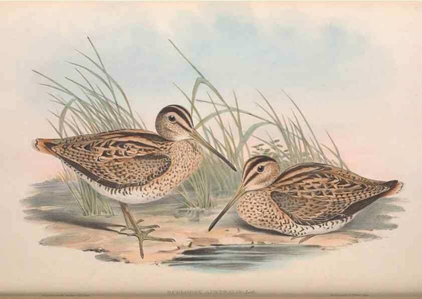 Reproducción/Reproduction 36781563932: The birds of Australia.. London,Printed by R. and J. E. Taylor; pub. by the author,[1840]-48.