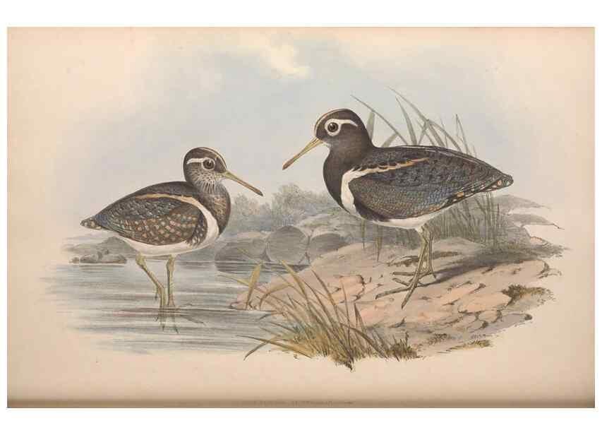 Reproducción/Reproduction 36781566292: The birds of Australia.. London,Printed by R. and J. E. Taylor; pub. by the author,[1840]-48.