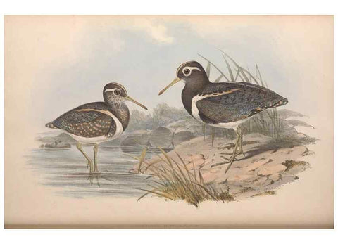 Reproducción/Reproduction 36781566292: The birds of Australia.. London,Printed by R. and J. E. Taylor; pub. by the author,[1840]-48.