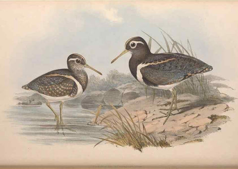 Reproducción/Reproduction 36781566292: The birds of Australia.. London,Printed by R. and J. E. Taylor; pub. by the author,[1840]-48.