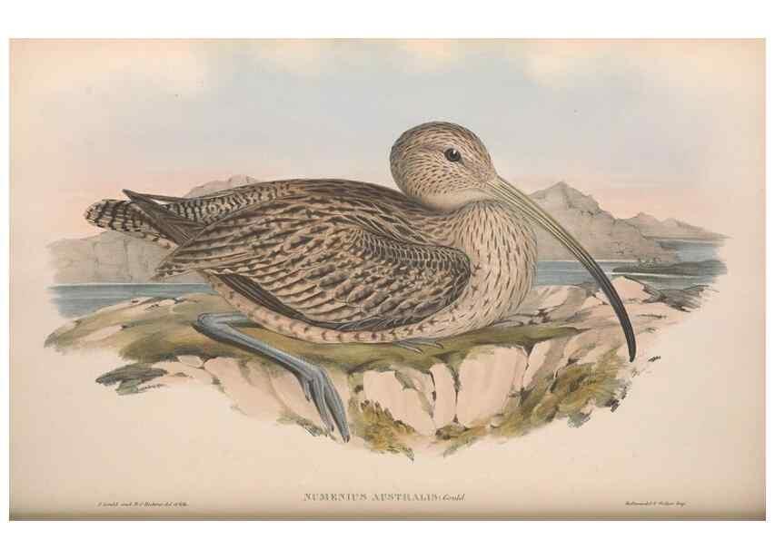 Reproducción/Reproduction 36781568032: The birds of Australia.. London,Printed by R. and J. E. Taylor; pub. by the author,[1840]-48.