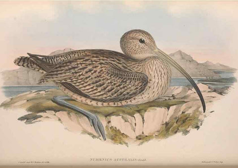 Reproducción/Reproduction 36781568032: The birds of Australia.. London,Printed by R. and J. E. Taylor; pub. by the author,[1840]-48.