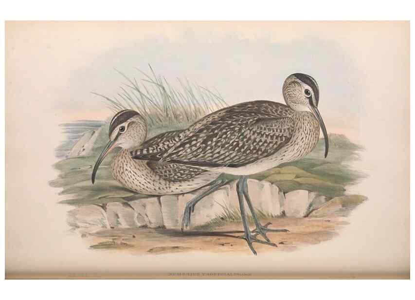 Reproducción/Reproduction 36781569812: The birds of Australia.. London,Printed by R. and J. E. Taylor; pub. by the author,[1840]-48.
