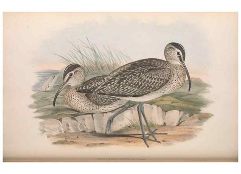 Reproducción/Reproduction 36781569812: The birds of Australia.. London,Printed by R. and J. E. Taylor; pub. by the author,[1840]-48.