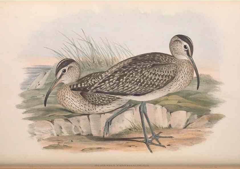 Reproducción/Reproduction 36781569812: The birds of Australia.. London,Printed by R. and J. E. Taylor; pub. by the author,[1840]-48.