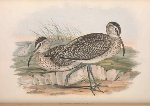 Reproducción/Reproduction 36781569812: The birds of Australia.. London,Printed by R. and J. E. Taylor; pub. by the author,[1840]-48.