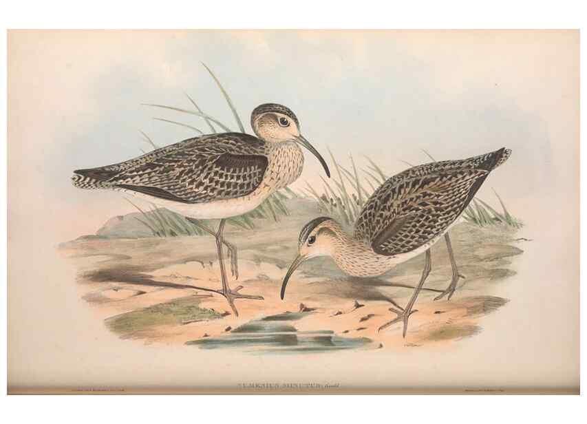 Reproducción/Reproduction 36813010511: The birds of Australia.. London,Printed by R. and J. E. Taylor; pub. by the author,[1840]-48.