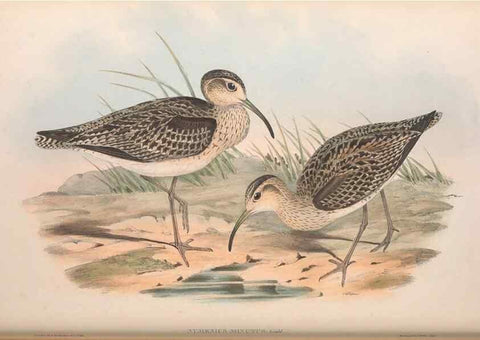 Reproducción/Reproduction 36813010511: The birds of Australia.. London,Printed by R. and J. E. Taylor; pub. by the author,[1840]-48.