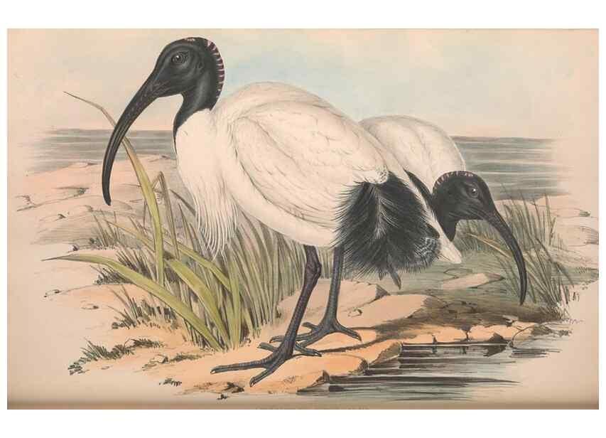 Reproducción/Reproduction 36813014261: The birds of Australia.. London,Printed by R. and J. E. Taylor; pub. by the author,[1840]-48.