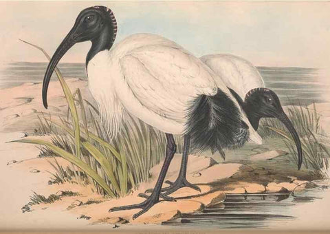 Reproducción/Reproduction 36813014261: The birds of Australia.. London,Printed by R. and J. E. Taylor; pub. by the author,[1840]-48.