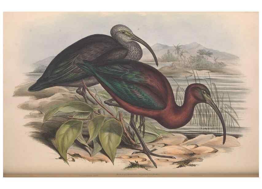 Reproducción/Reproduction 36813016451: The birds of Australia.. London,Printed by R. and J. E. Taylor; pub. by the author,[1840]-48.