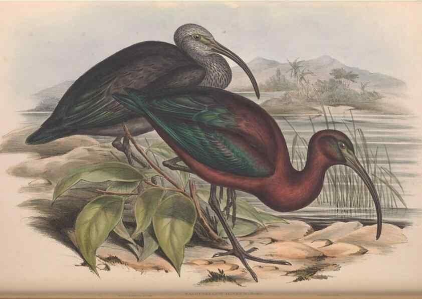 Reproducción/Reproduction 36813016451: The birds of Australia.. London,Printed by R. and J. E. Taylor; pub. by the author,[1840]-48.