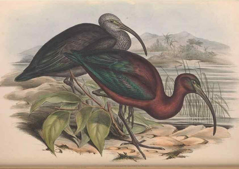 Reproducción/Reproduction 36813016451: The birds of Australia.. London,Printed by R. and J. E. Taylor; pub. by the author,[1840]-48.