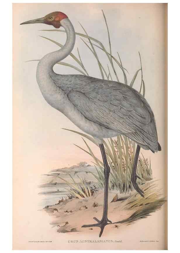 Reproducción/Reproduction 36813018361: The birds of Australia.. London,Printed by R. and J. E. Taylor; pub. by the author,[1840]-48.