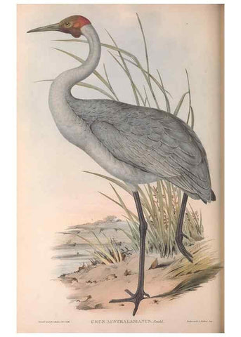 Reproducción/Reproduction 36813018361: The birds of Australia.. London,Printed by R. and J. E. Taylor; pub. by the author,[1840]-48.