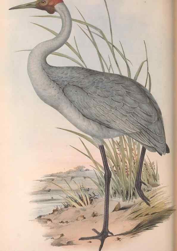 Reproducción/Reproduction 36813018361: The birds of Australia.. London,Printed by R. and J. E. Taylor; pub. by the author,[1840]-48.