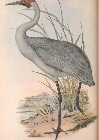 Reproducción/Reproduction 36813018361: The birds of Australia.. London,Printed by R. and J. E. Taylor; pub. by the author,[1840]-48.