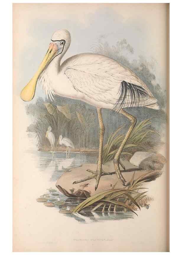 Reproducción/Reproduction 36781578902: The birds of Australia.. London,Printed by R. and J. E. Taylor; pub. by the author,[1840]-48.