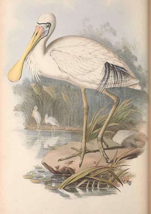 Reproducción/Reproduction 36781578902: The birds of Australia.. London,Printed by R. and J. E. Taylor; pub. by the author,[1840]-48.