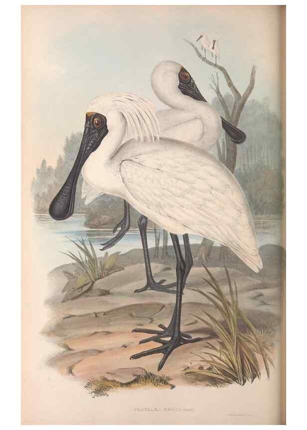 Reproducción/Reproduction 36781580962: The birds of Australia.. London,Printed by R. and J. E. Taylor; pub. by the author,[1840]-48.