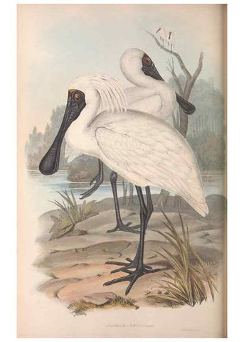 Reproducción/Reproduction 36781580962: The birds of Australia.. London,Printed by R. and J. E. Taylor; pub. by the author,[1840]-48.